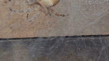 Bukan biskuit ya. Foto: (Bored Panda).