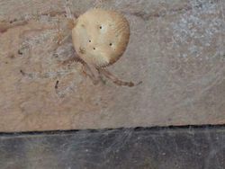 Foto yang Dapat Mengecoh Mata, Harus Jeli Banget Lihatnya