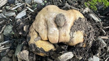 Ini bukan kepalan tangan ya. Coba dilihat lagi. Foto: (Bored Panda).