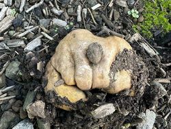 Foto yang Dapat Mengecoh Mata, Harus Jeli Banget Lihatnya