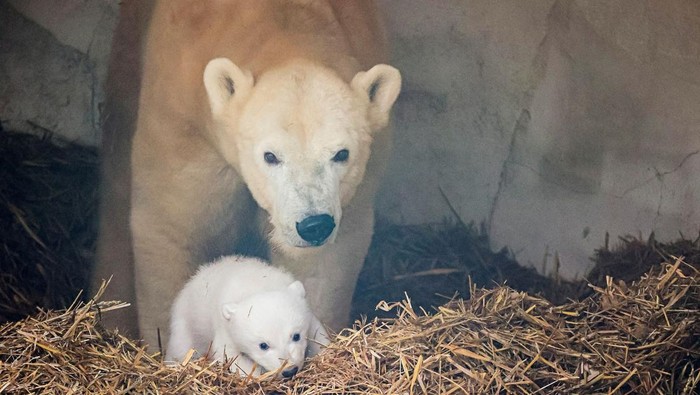 A female polar bear, Nuka, stands next to her cub, in Karlsruhe, Germany, January 12, 2025. The polar bear cub was born on November 2, 2024. Timo Deible/Zoo Karlsruhe/Handout via Reuters       THIS IMAGE HAS BEEN SUPPLIED BY A THIRD PARTY. THIS IMAGE WAS PROCESSED BY REUTERS TO ENHANCE QUALITY, AN UNPROCESSED VERSION HAS BEEN PROVIDED SEPARATELY.