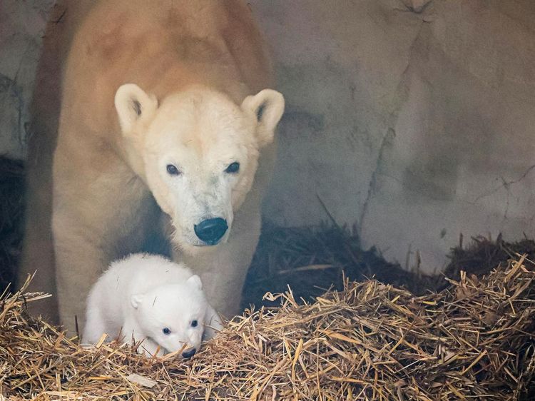 Gemasnya Induk dan Bayi Beruang Kutub yang Lahir di Kebun Binatang Jerman