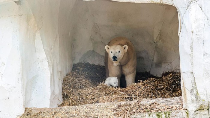 A female polar bear, Nuka, stands next to her cub, in Karlsruhe, Germany, January 12, 2025. The polar bear cub was born on November 2, 2024. Timo Deible/Zoo Karlsruhe/Handout via Reuters       THIS IMAGE HAS BEEN SUPPLIED BY A THIRD PARTY. THIS IMAGE WAS PROCESSED BY REUTERS TO ENHANCE QUALITY, AN UNPROCESSED VERSION HAS BEEN PROVIDED SEPARATELY.