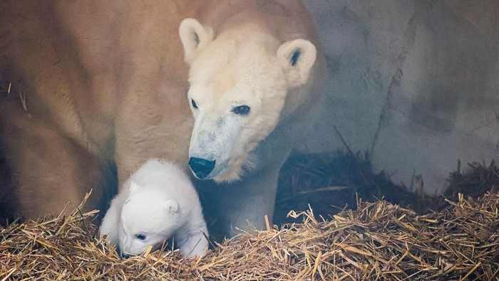 Gemasnya Induk dan Bayi Beruang Kutub yang Lahir di Kebun Binatang Jerman A female polar bear, Nuka, stands next to her cub, in Karlsruhe, Germany, January 12, 2025. The polar bear cub was born on November 2, 2024. Timo Deible/Zoo Karlsruhe/Handout via Reuters THIS IMAGE HAS BEEN SUPPLIED BY A THIRD PARTY. THIS IMAGE WAS PROCESSED BY REUTERS TO ENHANCE QUALITY, AN UNPROCESSED VERSION HAS BEEN PROVIDED SEPARATELY.