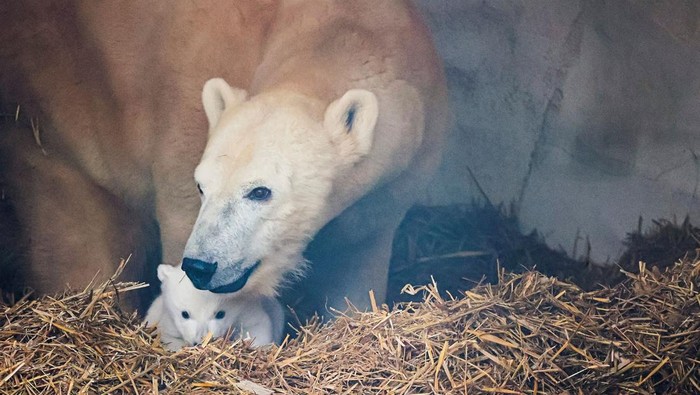 Gemasnya Induk dan Bayi Beruang Kutub yang Lahir di Kebun Binatang Jerman A female polar bear, Nuka, stands next to her cub, in Karlsruhe, Germany, January 12, 2025. The polar bear cub was born on November 2, 2024. Timo Deible/Zoo Karlsruhe/Handout via Reuters THIS IMAGE HAS BEEN SUPPLIED BY A THIRD PARTY. THIS IMAGE WAS PROCESSED BY REUTERS TO ENHANCE QUALITY, AN UNPROCESSED VERSION HAS BEEN PROVIDED SEPARATELY.