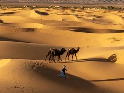 Kejutan! Gurun Sahara Dulu Hijau dan Penuh Hewan