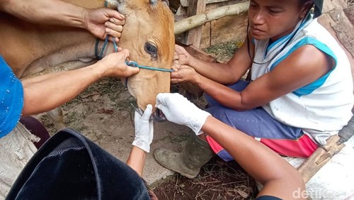 Ilustrasi - Suasana pemberian vaksin pada ternak sapi di Kota Mataram beberapa waktu lalu. (Foto: Nathea Citra/detikBali)