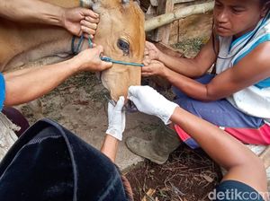 Antisipasi Wabah PMK, Lalu Lintas Ternak Sumbawa-Mataram Dibatasi
