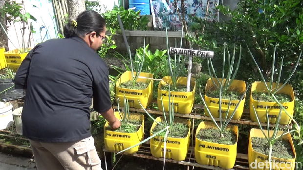 Kebun sayur dan cabai gratis di Lumajang