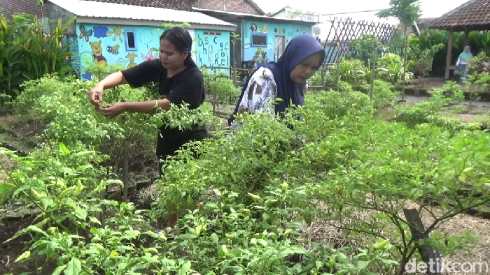Kebun sayur dan cabai gratis di Lumajang