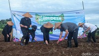 Penanaman jagung ini merupakan rangkaian dari pelaksanaan Festival Bangun Desa dalam peringatan Hari Desa pertama.  