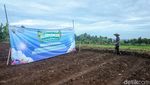 Mendes dan Wamendes Kompak Tanam Jagung di Subang