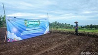 Yandri mengatakan jagung merupakan salah satu komoditas pangan yang tidak akan di impor lagi tahun 2025. Oleh karena itu diperlukan partisipasi semua pihak agar kebutuhan dalam negeri bisa tercukupi bahkan mencapai swasembada.  