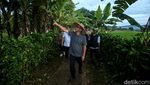 Mendes dan Wamendes Kompak Tanam Jagung di Subang