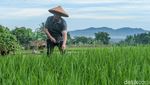 Mendes dan Wamendes Kompak Tanam Jagung di Subang