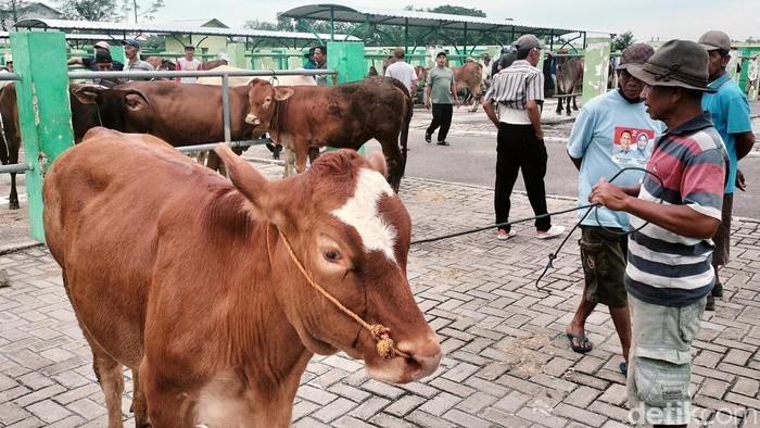 Suasana Pasar Hewan di Bojonegoro sepi imbas wabah PMK. Transaksi jual-beli sapi menurun