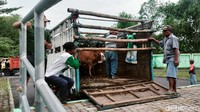 Tidak banyak sapi dari penjual yang dibawa mereka.Karena takut terkena wabah penyakit mulut dan kuku (PMK).