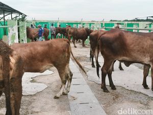 280 Sapi di Bojonegoro Terserang Wabah PMK