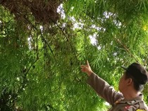 Rombongan Siswa SD Pati Diserang Tawon Vespa, 10 Anak Luka