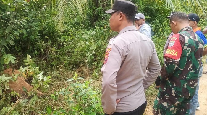 Sapi mati di kawasan perkebunan sawit Aceh Timur diduga dimangsa harimau Sumatera