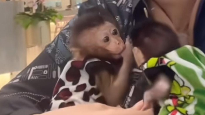 Tangkap layar Icha Atazen membawa dua anak monyet ke salah satu mal di Palembang.