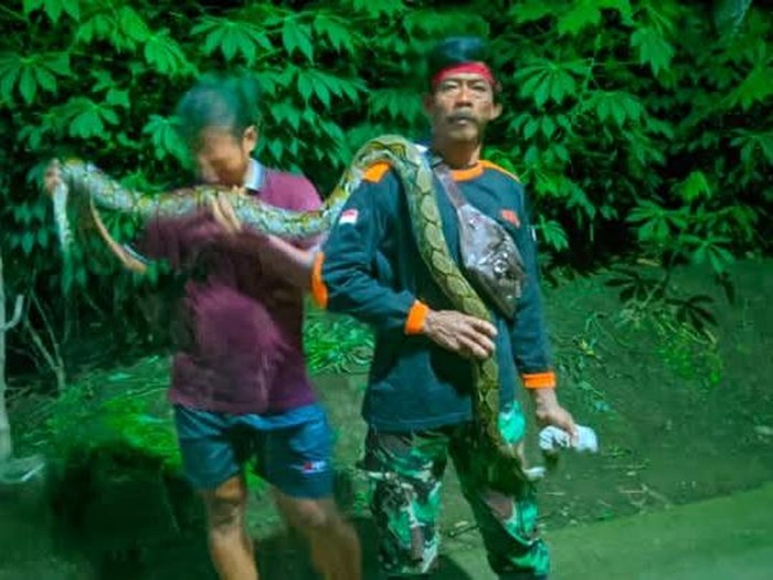 Ular piton dievakuasi relawan RCTD dan Exalos di Desa Balak, Cawas, Kabupaten Klaten, Kamis (16/1/2025) malam.