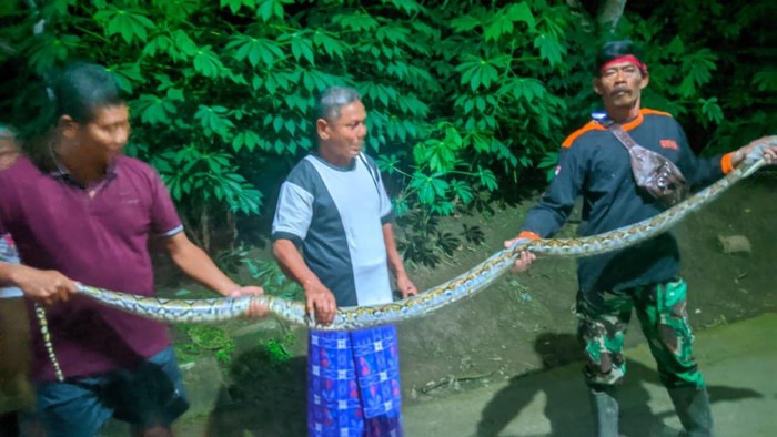Ular piton dievakuasi relawan RCTD dan Exalos di Desa Balak, Cawas, Kabupaten Klaten, Kamis (16/1/2025) malam.