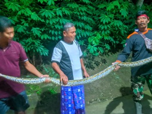 Akhir Teror Ular Piton 2,5 Meter Pemangsa Ayam di Cawas Klaten