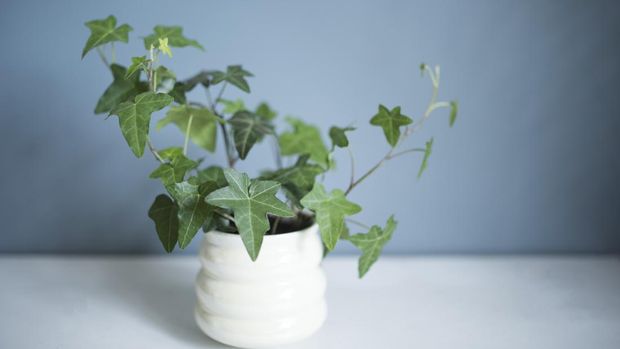 Ivy, Flower Pot, Indoors, Plant, Potted Plant