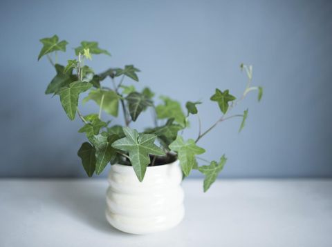 Ivy, Flower Pot, Indoors, Plant, Potted Plant