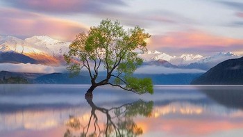 Danau Wanaka, Selandia Baru. Saat musim hangat lebat dengan dedauanan, musim dingin menjadi tempat hinggap burung-burung. (Foto: Boredpanda)
