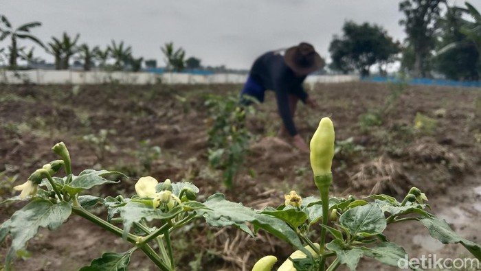 Carnimah petani Indramayu yang ladang cabai setannya habis diserang hama tikus
