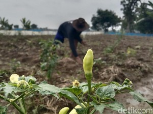Pupus Harapan Carnimah Raup Cuan dari Cabai Setan gegara Serangan Tikus