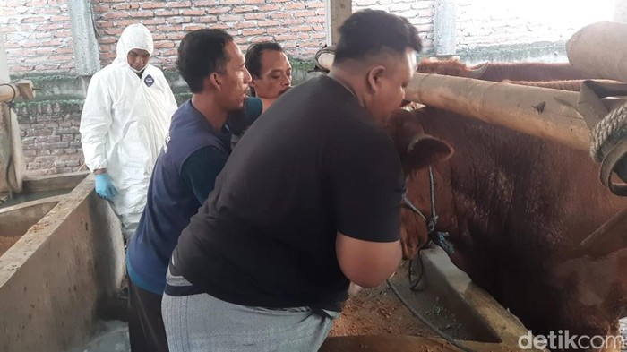 Distribusi Vaksin Mulai Diberikan ke Peternak Kota Kediri