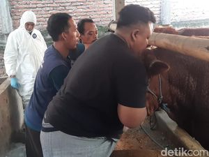 Distribusi Vaksin PMK Mulai Diberikan ke Peternak Kota Kediri di 3 Lokasi