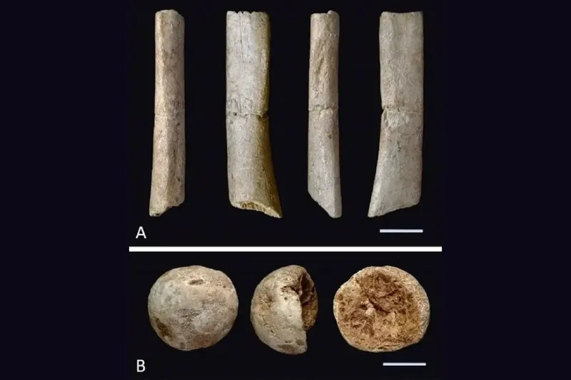 Fosil 'Manusia Ushikawa'