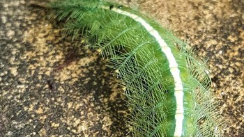 Ulat yang Mirip Daun Foto: Boredpanda