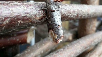 Ngengat Ujung Kuning Ini Menyamar Sebagai Kayu Birch Foto: Boredpanda