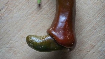 Cabe ini Tampak Hampir Mirip Sepatu Boot Foto: Boredpanda