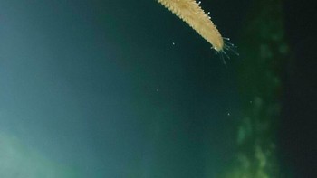 Bintang Laut yang Tumbuh Kembali 4 Lengannya Tampak Seperti Bintang Jatuh Foto: Boredpanda