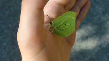 Kupu-kupu Ini Mirip Daun Foto: Boredpanda