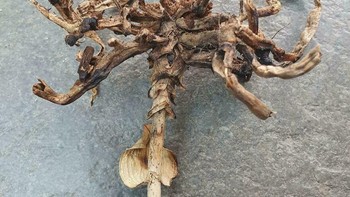 akar anggrek mati ini terlihat seperti facehugger (makhluk parasitoid yang menyerupai kepiting dan merupakan bagian dari spesies Xenomorph) Foto: Boredpanda