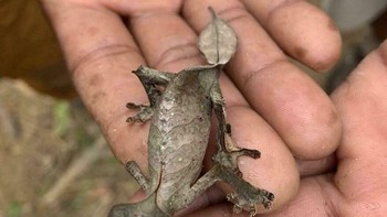 Tokek di Madagaskar Ini Mirip Daun Layu Foto: Boredpanda