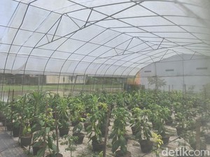 Melihat Joglo Tani Jogja yang Berdayakan 1.500 Anak Tak Mampu hingga Sarjana