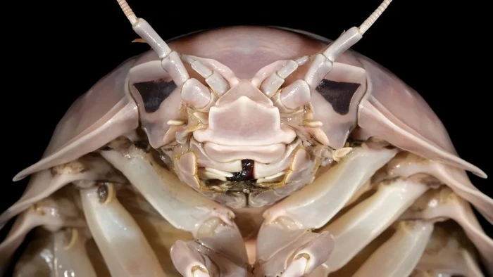 Bathynomus vaderi termasuk dalam genus Bathynomus, yakni isopoda raksasa yang banyak ditemukan di perairan dingin dan dalam.