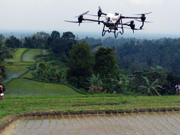 Warga memasukkan pupuk cair ke dalam tangki drone atau pesawat udara tanpa awak di lahan persawahan Desa Jatiluwih, Tabanan, Bali, Jumat (17/1/2025). Latihan penggunaan drone pertanian tersebut diikuti empat pemuda sebagai pilot drone untuk membantu para petani saat melakukan pemupukan sehingga hemat waktu dalam bertani serta upaya menciptakan pertanian organik di desa itu. ANTARA FOTO/Nyoman Hendra Wibowo/nym.