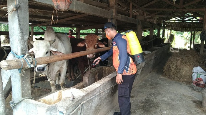 Penyemprotan disinfektan cegah PMK di Gresik