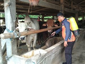 342 Kasus PMK di Gresik, BPBD Semprot Disinfektan di Pasar Hewan