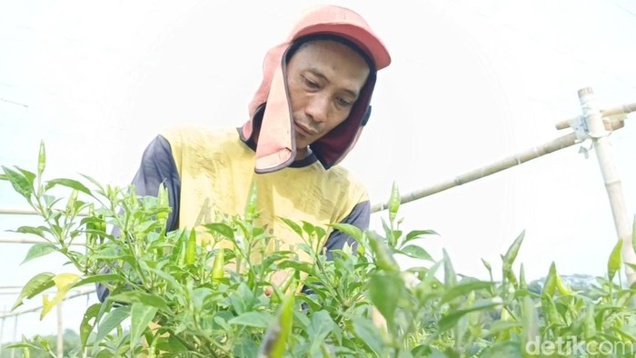 Petani cabai di Purwakarta