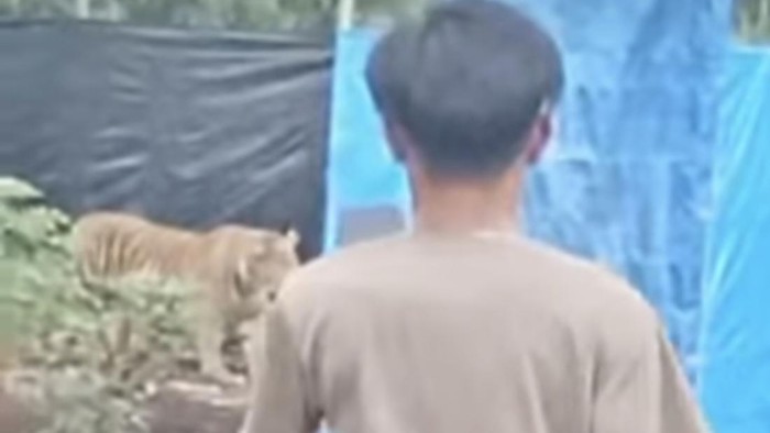 Rakaman video viral harimau muncul di camp pekerja akasia di Pelalawan, Riau. (IStimewa)